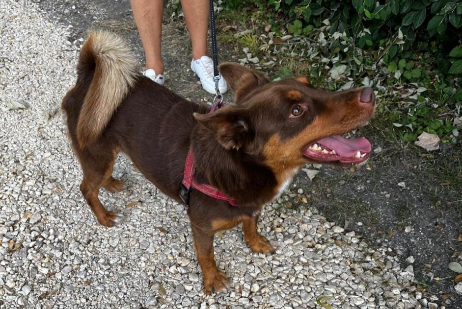 Alerte Découverte Chien Mâle Civray France Alerte Découverte Chien Mâle Civray France
