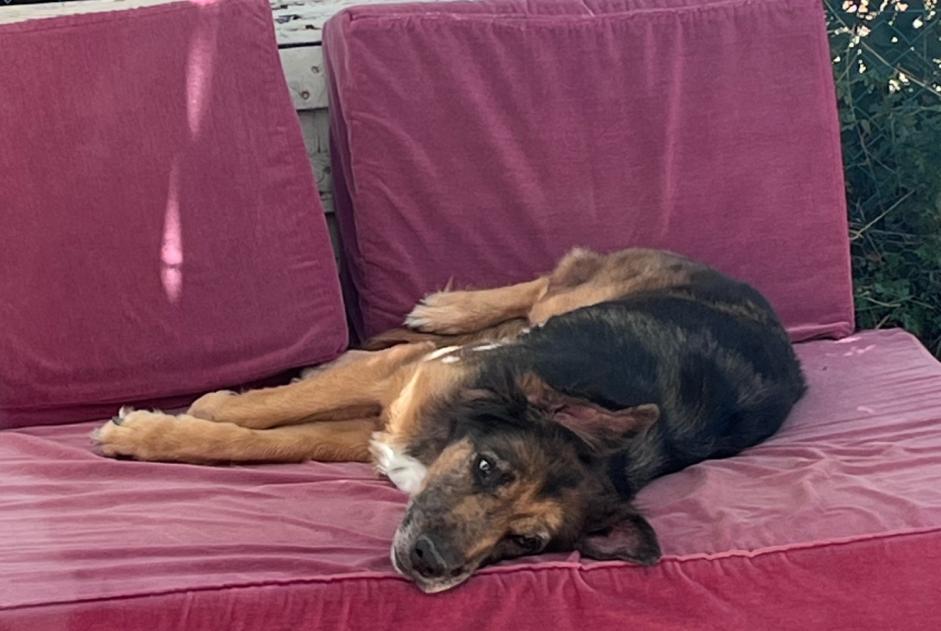 Alerte Découverte Chien Femelle Poitiers France Alerte Découverte Chien Femelle Poitiers France