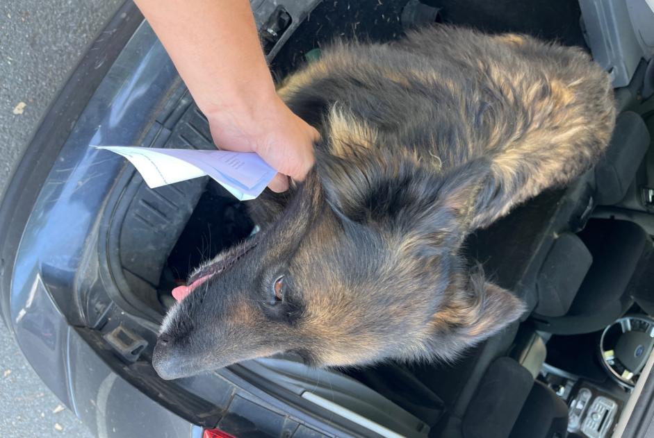 Ontdekkingsalarm Hond Mannetje Lencloître Frankrijk Ontdekkingsalarm Hond Mannetje Lencloître Frankrijk